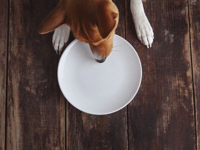 dog eating from a plate 