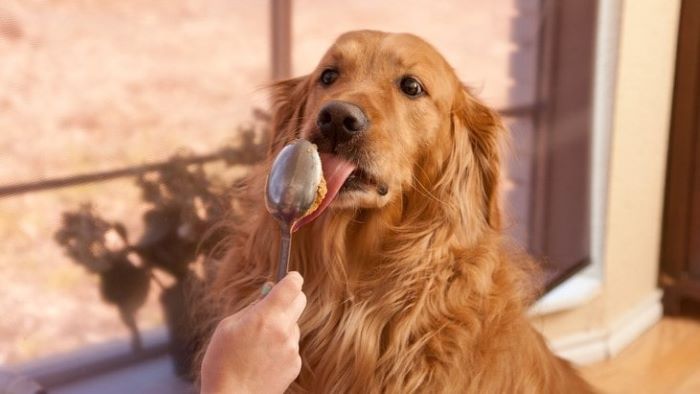 Can Dogs Eat Protein Powder