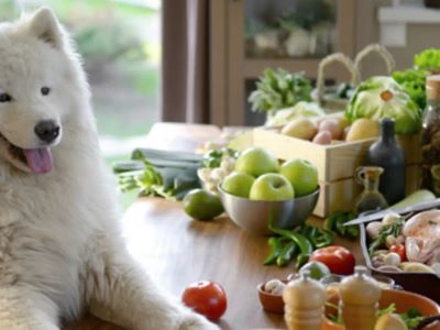 dog with healthy diet options