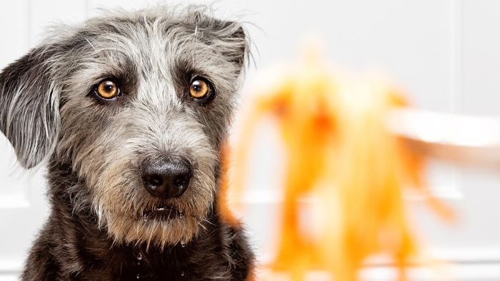 Can Dogs Eat Soba Noodles