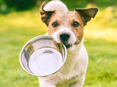 dog eating food from a bowl