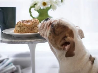 dog trying to eat a bread