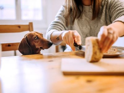 dog trying to eat a bread