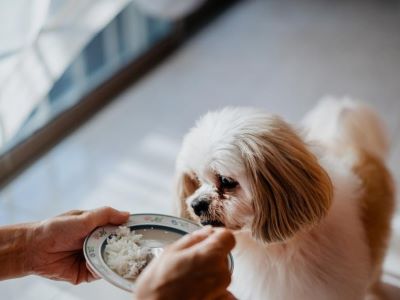 dog eating rice 