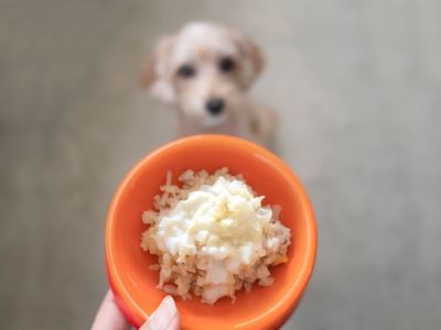 dog eating rice 