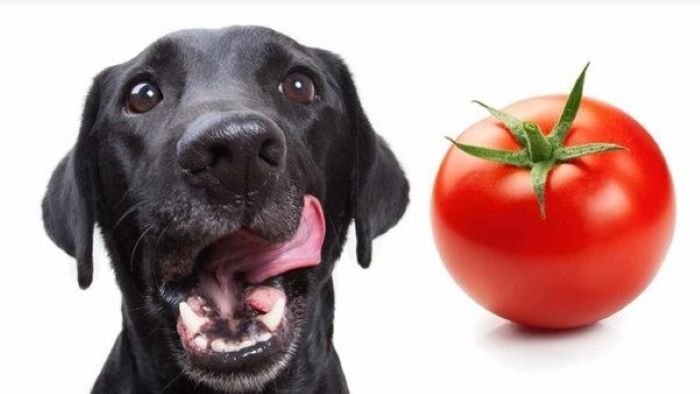 Can Dogs Eat Sun-Dried Tomatoes