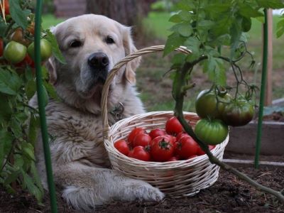 a dog with Sun-Dried Tomatoes