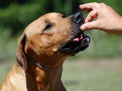 a dog eating swedish Fish