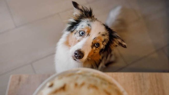 Can Dogs Eat Tartar Sauce