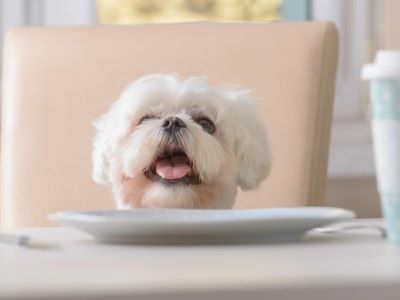 a dog eating the Tartar Sauce