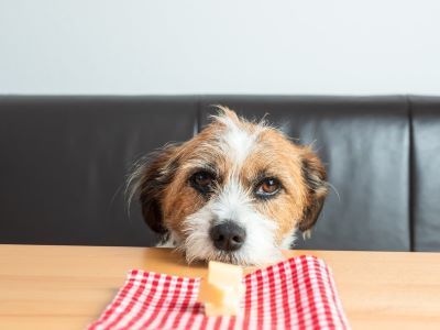 a dog trying to eat cheese