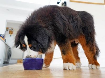 a dog trying to eat cheese from a bowl