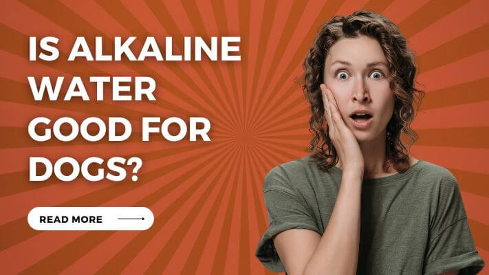 Is Alkaline Water Good for Dogs