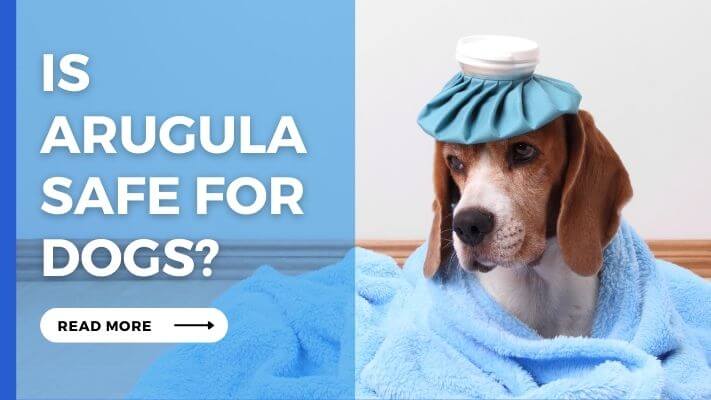 Is Arugula Safe For Dogs