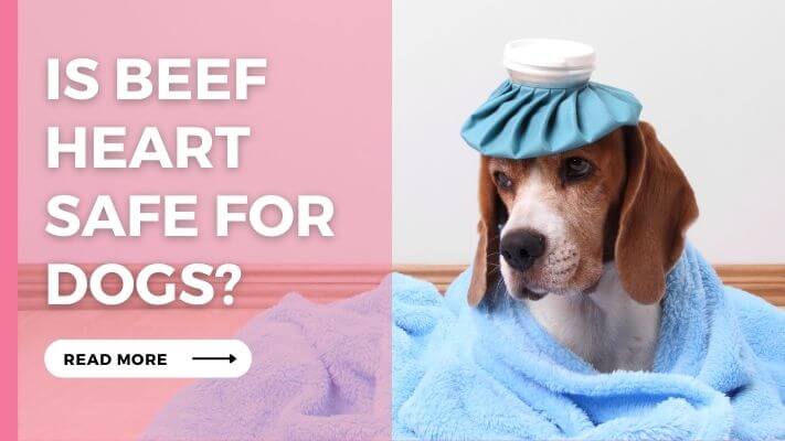 Is Beef Heart Safe for Dogs