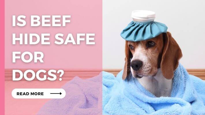 Is Beef Hide Safe for Dogs