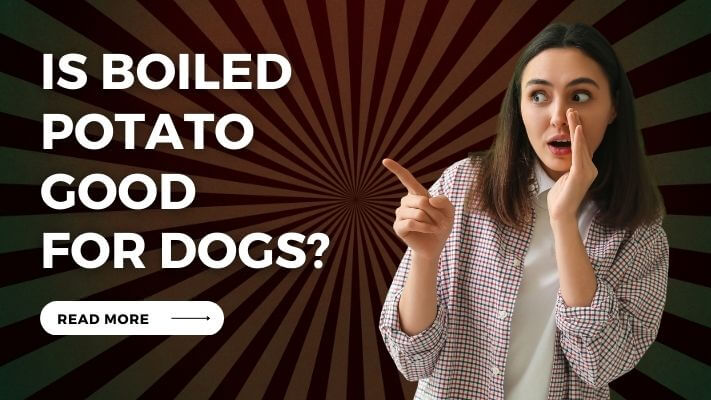 Is Boiled Potato Good for Dogs