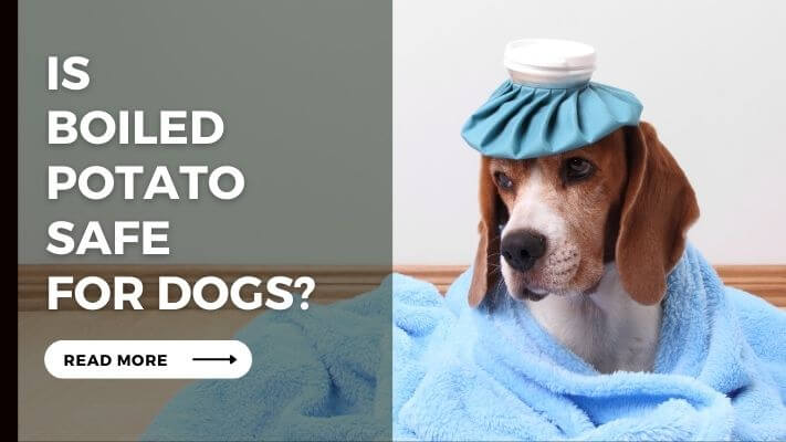 Is Boiled Potato Safe for Dogs
