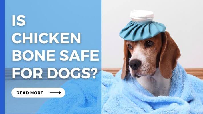 Is Chicken Bone Safe For Dogs