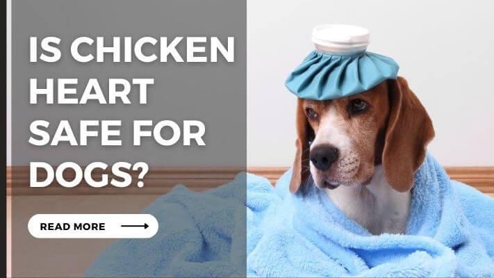 Is Chicken Heart Safe for Dogs