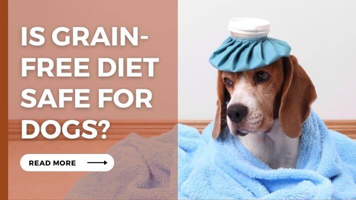 Is Grain-Free Diet Safe for Dogs