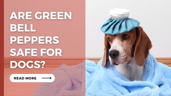 Are Green Bell Peppers Safe for Dogs

