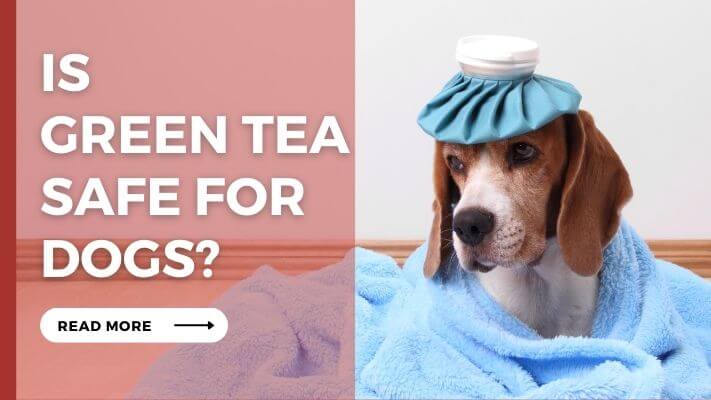 Is Green Tea Safe For Dogs