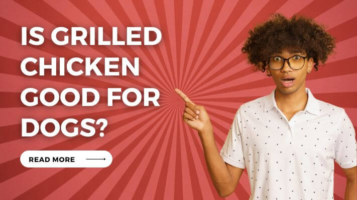 Is Grilled Chicken Good for Dogs