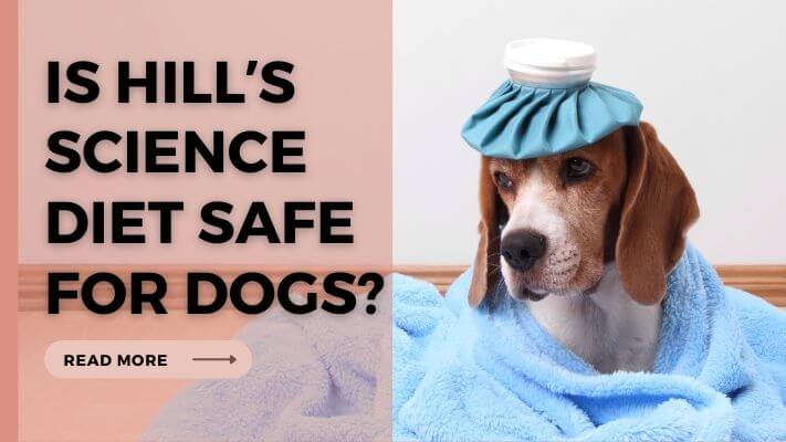 Is-Hillʼs-Science-Diet-Safe-For-Dogs