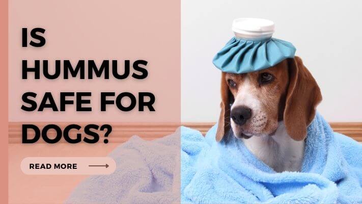 Is-Hummus-Safe-For-Dogs