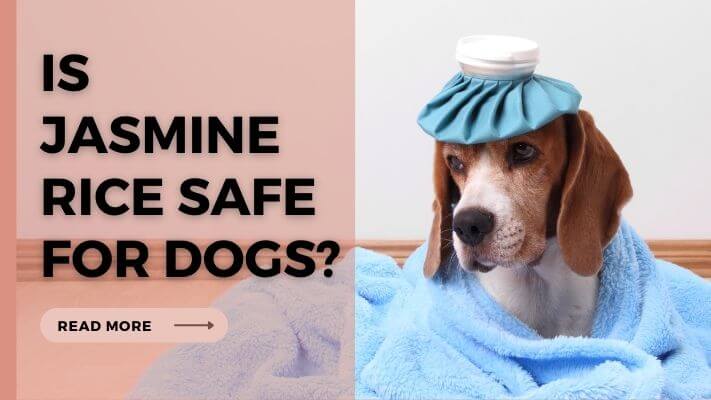 Is-Jasmine-Rice-Safe-For-Dogs