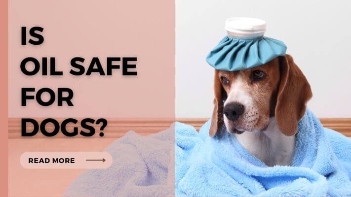 Is-Oil-Safe-For-Dogs