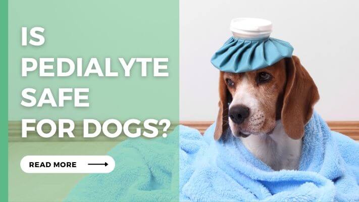 Is Pedialyte Safe for Dogs