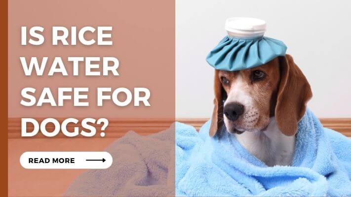 Is Rice Water Safe For Dogs