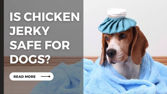 Is chicken jerky Safe for Dogs