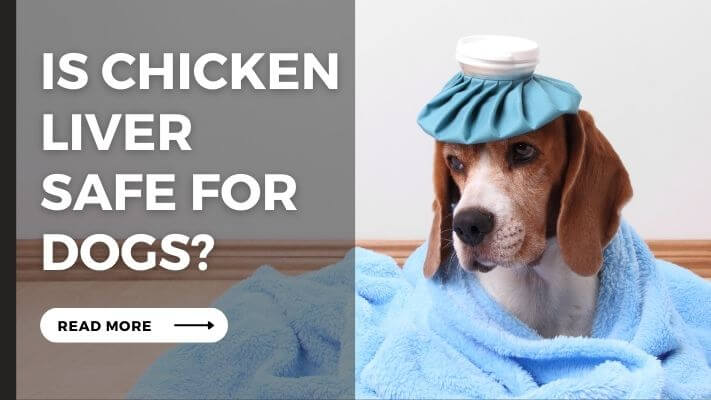 Is chicken liver Safe for Dogs