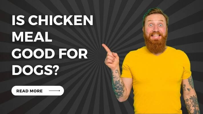 Is chicken meal Good for Dogs