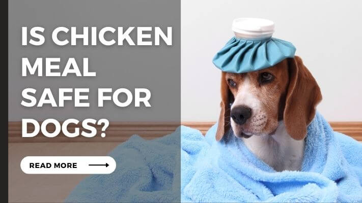 Is chicken meal Safe for Dogs