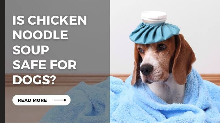 Is chicken noodle soup Safe for Dogs