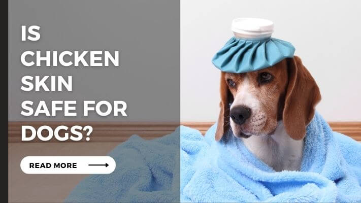 Is chicken skin Safe for Dogs