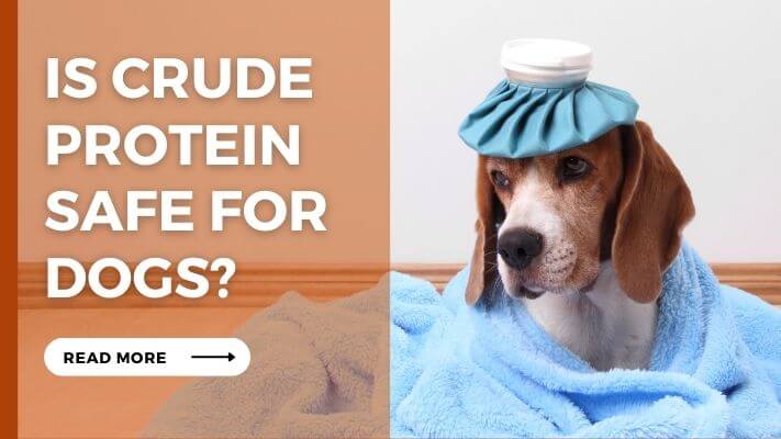 Is crude protein Safe for Dogs