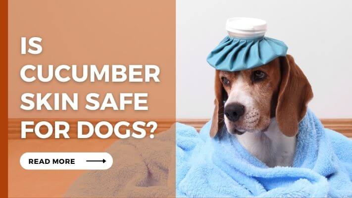 Is cucumber skin Safe for Dogs