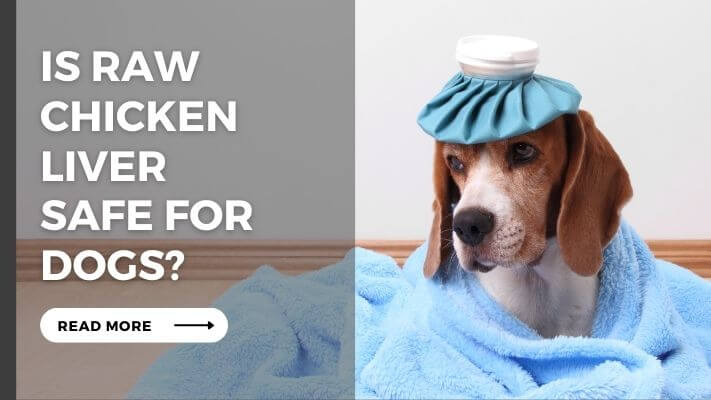 Is raw chicken liver Safe for Dogs