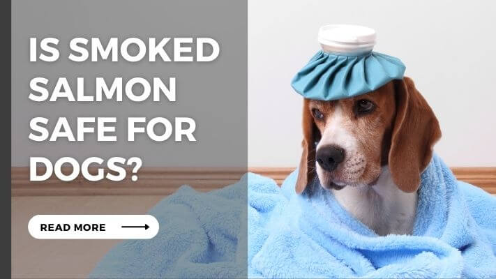 Is smoked salmon Safe for Dogs