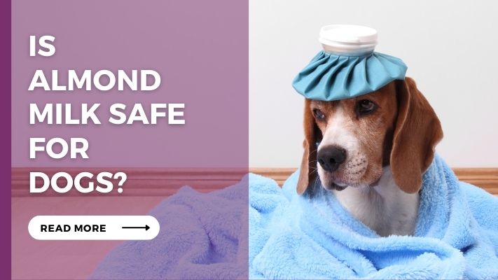 Is Almond Milk Safe for Dogs