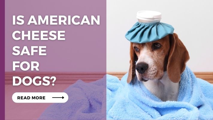 Is_American_Cheese__Safe__for__Dogs