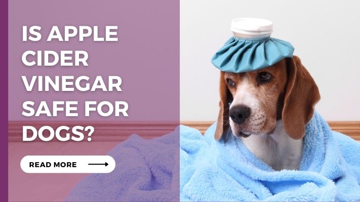 Is_Apple_Cider_Vinegar_Safe_for_Dogs