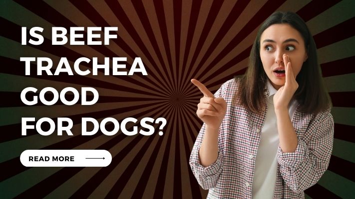 Is Beef Trachea Good for Dogs