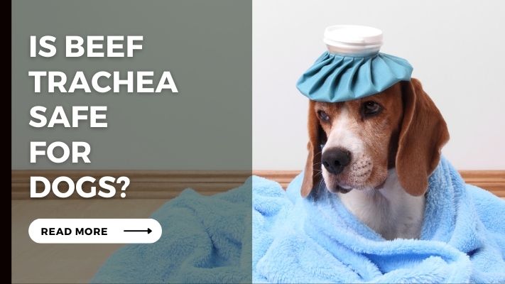 Is_Beef_Trachea_Safe__for__Dogs