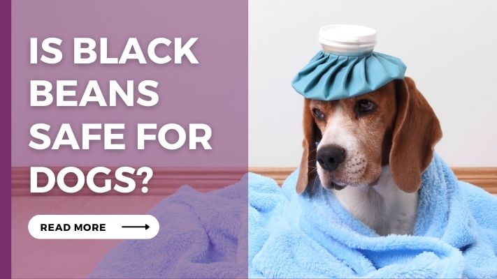 Is_Black_Beans_Safe_for_Dogs